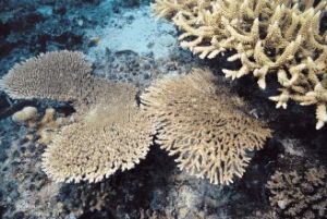 雙叉鹿角珊瑚 雙叉鹿角珊瑚