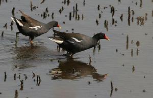 崇明東灘自然保護區