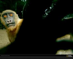 （圖）山魈經常被作為叢林肉而遭到獵殺