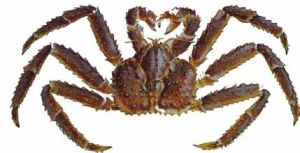 雙窄額互愛蟹 雙窄額互愛蟹