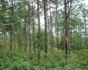 彭家自然村 彭家自然村