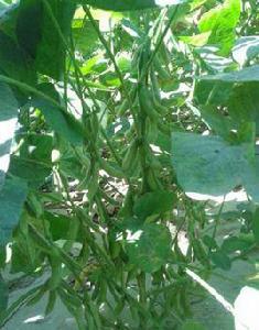 鑫豆一號 鑫豆一號