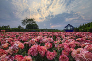 五月玫瑰園 五月玫瑰園