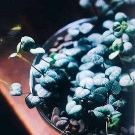 王妃世之雪[景天科石蓮花屬植物]