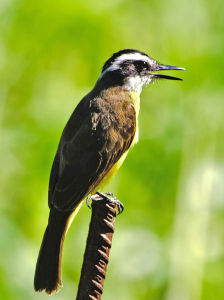 小食蠅霸鶲 小食蠅霸鶲