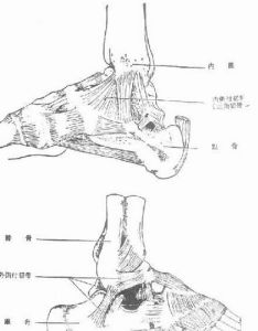 踝關節 踝關節