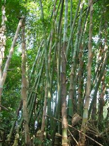 曼俄自然村 曼俄自然村