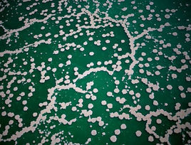 盒狀嗜鹽細菌 盒狀嗜鹽細菌