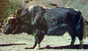 香格里拉氂牛 香格里拉氂牛