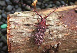 松褐天牛 松褐天牛