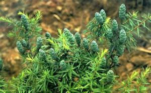 長苞鐵杉 長苞鐵杉