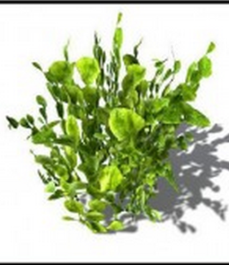 小空心藻 小空心藻