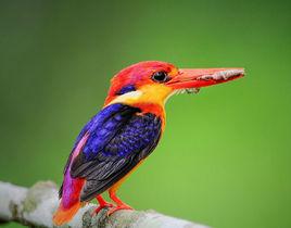 紅腹三趾翠鳥 紅腹三趾翠鳥