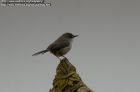 灰胸鷦鶯