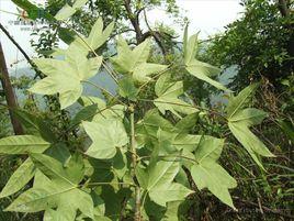 刺楸樹皮 刺楸樹皮