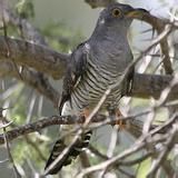 黃頭鴉鵑 黃頭鴉鵑