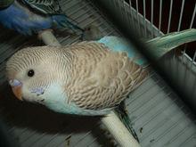 肉桂翅種（Cinnamon）