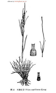 絲穎針茅 絲穎針茅