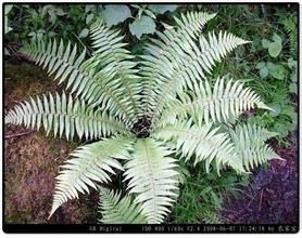直鱗苔屬 直鱗苔屬
