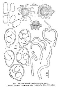 黃華白粉菌 黃華白粉菌