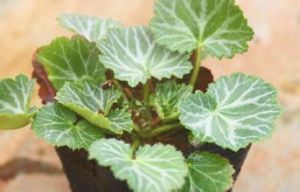 四數花虎耳草 四數花虎耳草