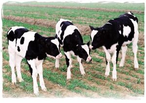 轉基因奶牛 轉基因奶牛