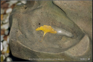 化石花屬 化石花屬
