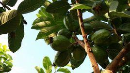 四季番石榴 四季番石榴