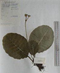 晚花卵葉報春 晚花卵葉報春