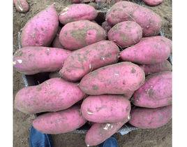 臨沭地瓜 臨沭地瓜