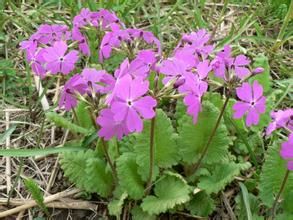 匙葉雪山報春 匙葉雪山報春