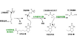 乙醯輔酶A羧化酶 乙醯輔酶A羧化酶