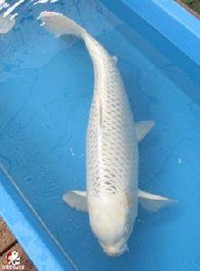 松葉錦鯉 松葉錦鯉