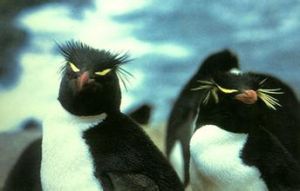 浮華企鵝 浮華企鵝