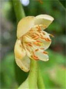 太平山紅淡比 太平山紅淡比