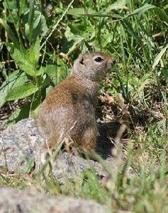 白尾土撥鼠 白尾土撥鼠