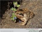 北小岩蛙 北小岩蛙