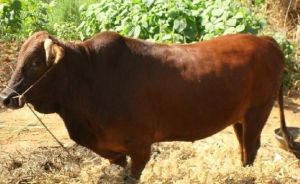 桃源黃牛 桃源黃牛