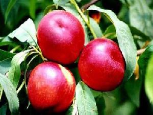 麗油3號 麗油3號