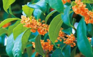 紅枝枸杞 紅枝枸杞