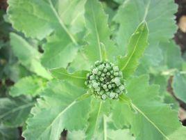 白菜型油菜 白菜型油菜