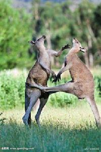 爭鬥行為 爭鬥行為