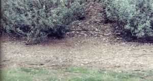 相剋現象 相剋現象