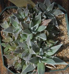 阿布拉牧斯伊 阿布拉牧斯伊