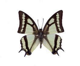 二尾蛺蝶 二尾蛺蝶