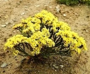 巴隆補血草(變種) 巴隆補血草(變種)