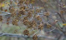繡線菊種子（十月份）