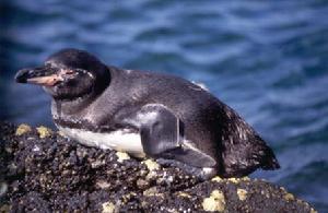 加島環企鵝