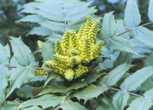 刺黃柏莖葉 刺黃柏莖葉