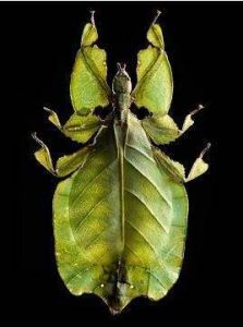 索康瘦枝蟲脩 索康瘦枝蟲脩